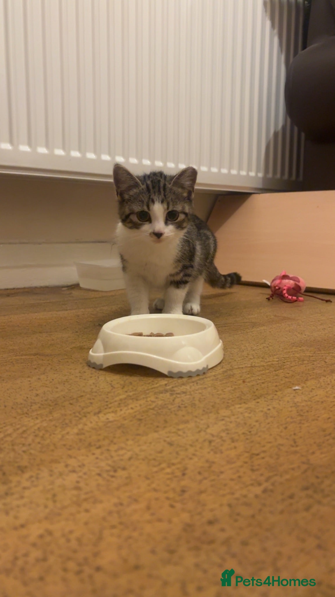 Mixed Breed cats 2 male kittens Left - Advert 9