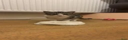 Mixed Breed cats for sale: 2 male kittens Left in Dudley - Advert 1