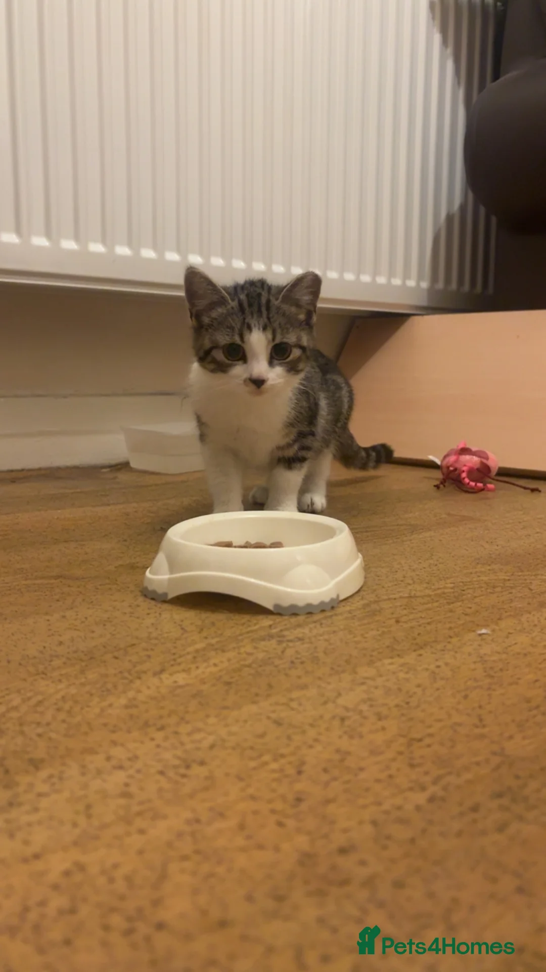 Mixed Breed cats for sale: 2 male kittens Left in Dudley - Advert 1