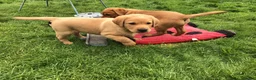 Labrador Retriever dogs for sale: Rkc reg, dna health test, hip and elbow score,  in Dulverton - Advert 4