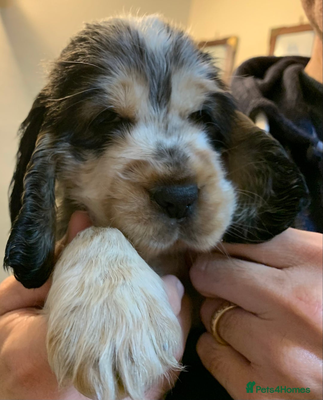 Cocker Spaniel dogs for sale: KC Show Carefully bred for Health and Temperament  - Image 7