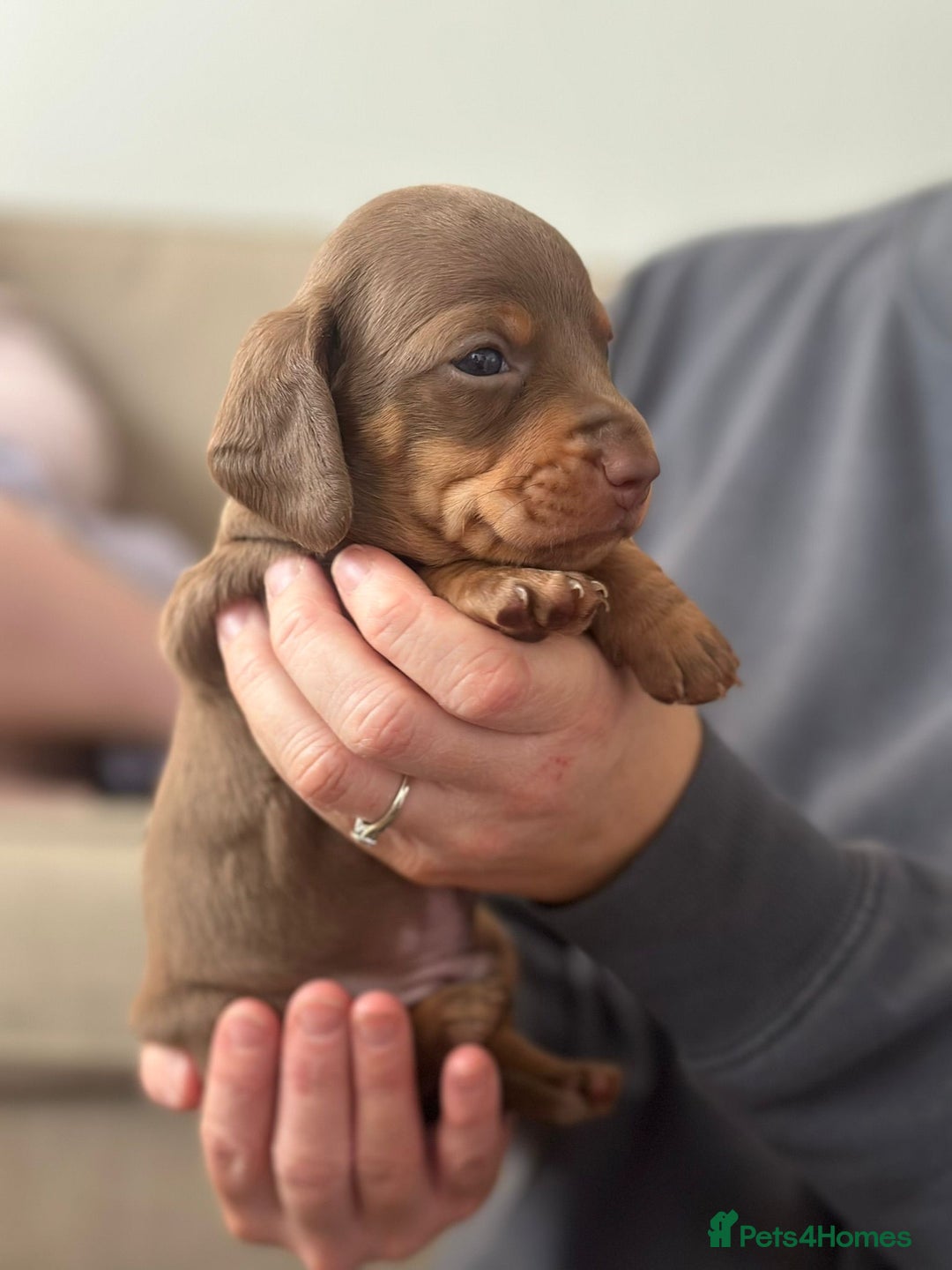 Miniature Dachshund dogs for sale: Miniature Dachshunds  - Image 11