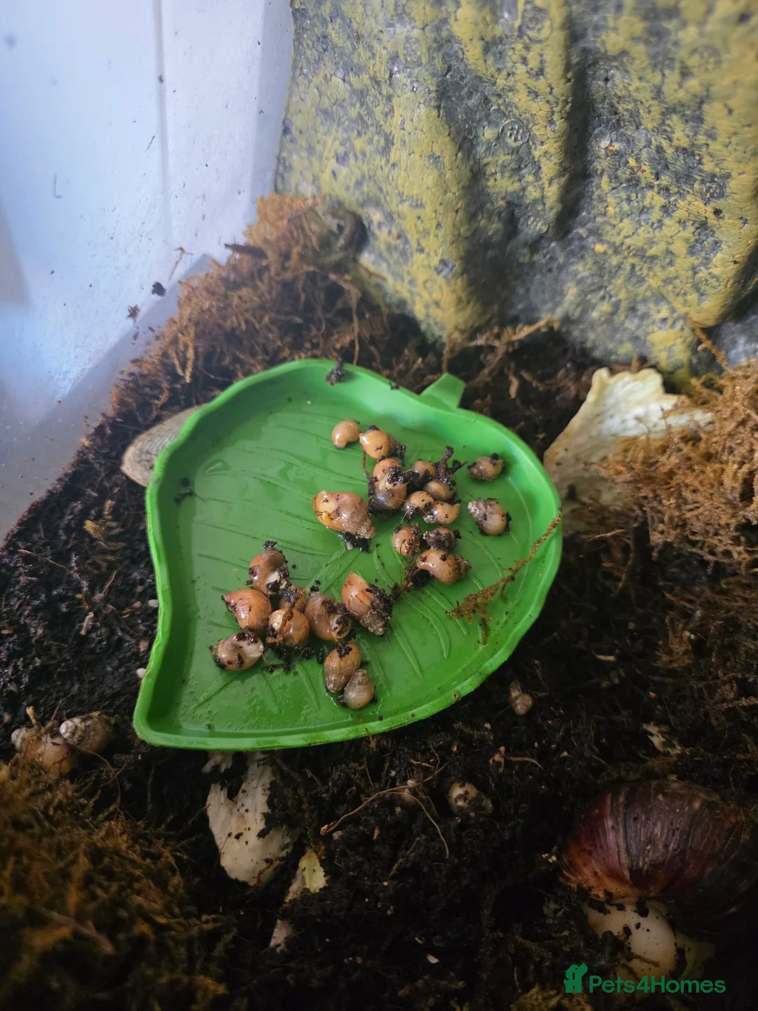 Snails invertebrates for sale: Baby african snails - Advert 1
