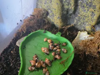 Snails invertebrates Baby african snails - Advert 3