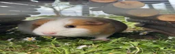 Guinea Pig rodents for sale: Female pregnant guinea pig  in Dunmow - Advert 1
