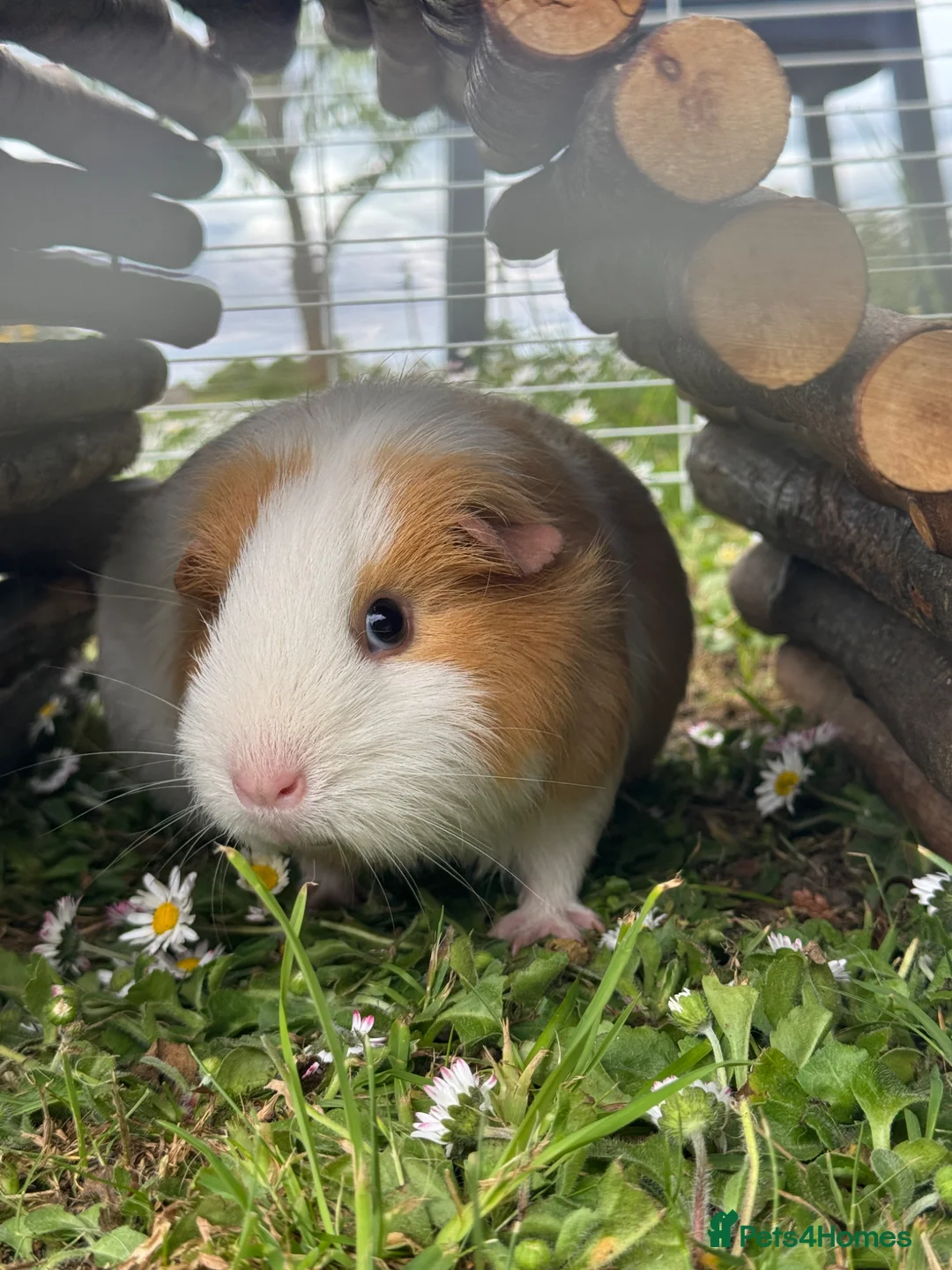 Guinea Pig rodents for sale: Female pregnant guinea pig  in Dunmow - Advert 1