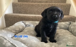 Labrador Retriever dogs for sale: KC Black Labrador Puppies - Image 11
