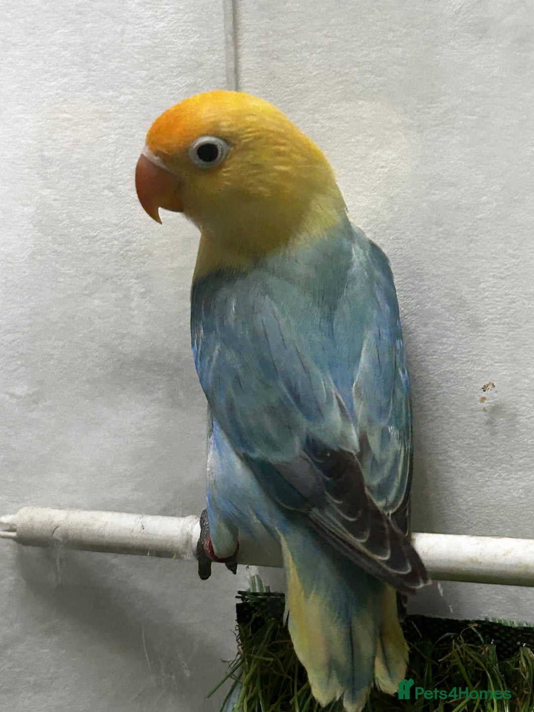Lovebirds birds for sale: Beautiful mutation fisher opline lovebirds   - Advert 6
