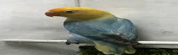 Lovebirds birds for sale: Beautiful mutation fisher opline lovebirds   - Advert 6