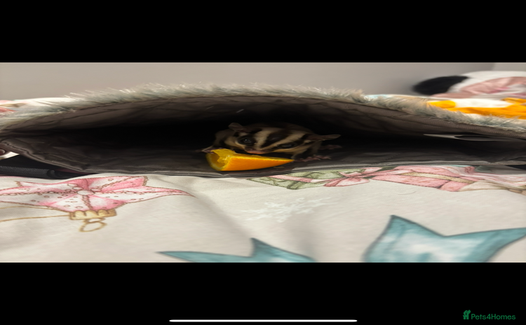 Sugar Glider rodents - Advert 1