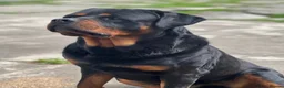 Rottweiler dogs for sale: Full of kissess awesome Big Rotties in Inverness - Advert 6