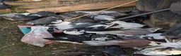 Pigeons birds for sale: Pigeons Mixed Variety  - Advert 20