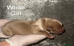 Labrador Retriever dogs for sale: Stunning Labrador Puppy's ( 4 girls, 3 boys ) - Image 2