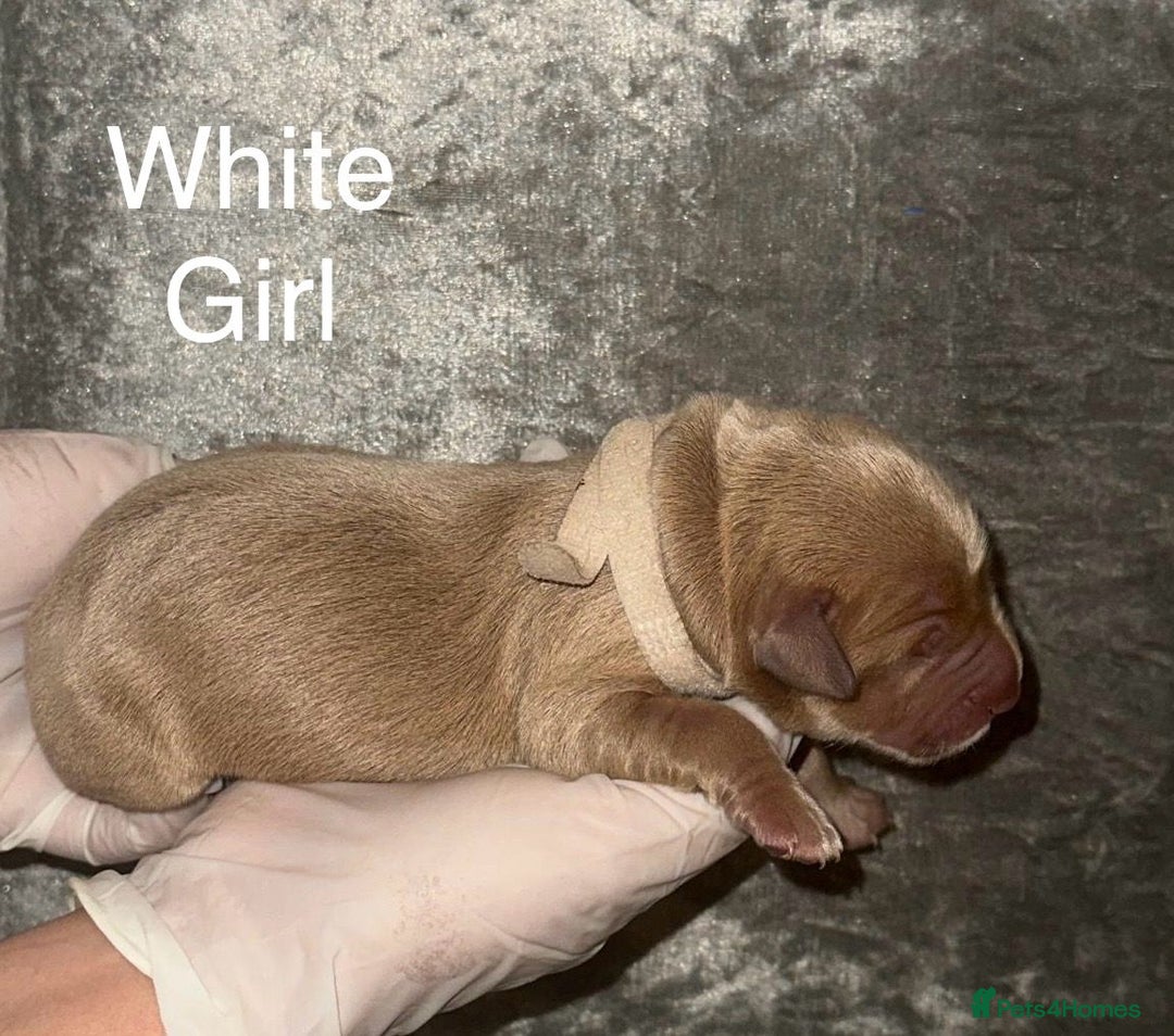 Labrador Retriever dogs for sale: Stunning Labrador Puppy's ( 4 girls, 3 boys ) - Image 2