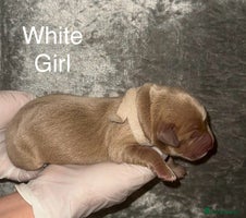 Labrador Retriever dogs - Advert 9