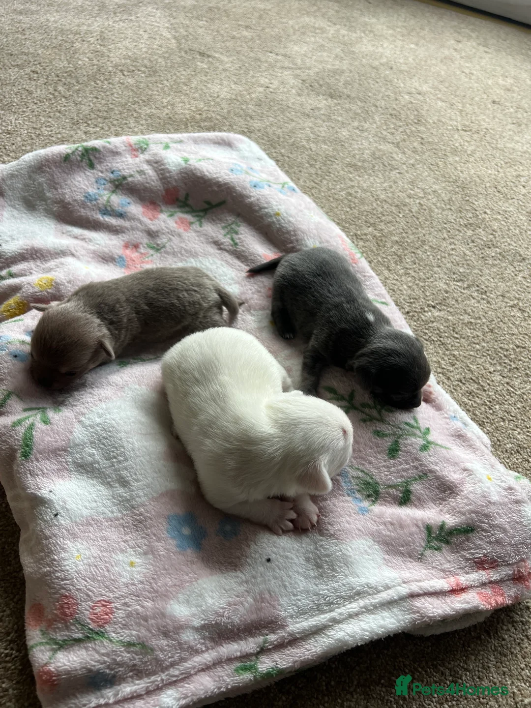 Chihuahua dogs for sale: Chihuahua babies ready week 20th march  - Advert 4