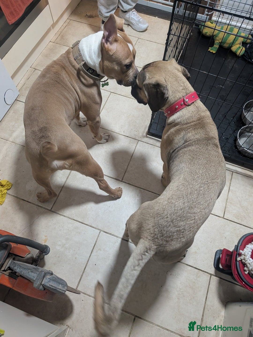 Cane Corso dogs for sale: Cane corso 7 months old  - Image 3