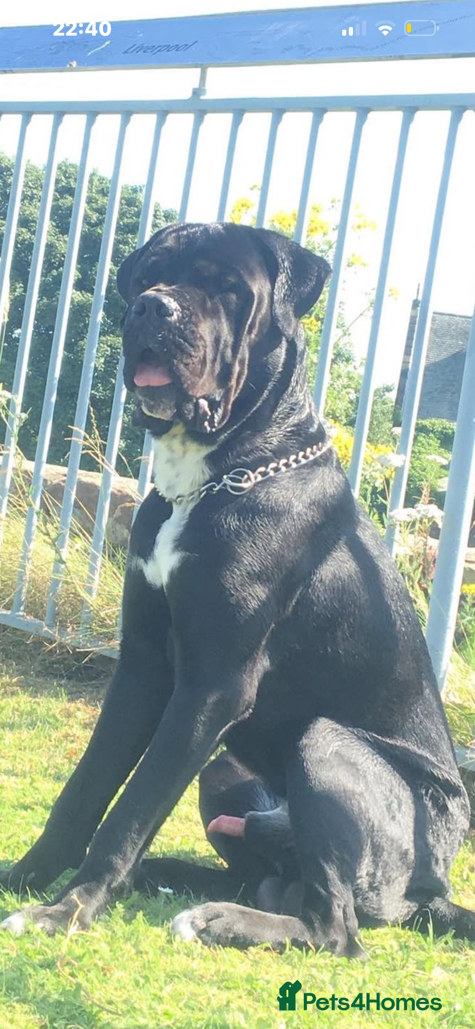 Cane Corso dogs for adoption: Male Cane Corso 3 - Advert 1