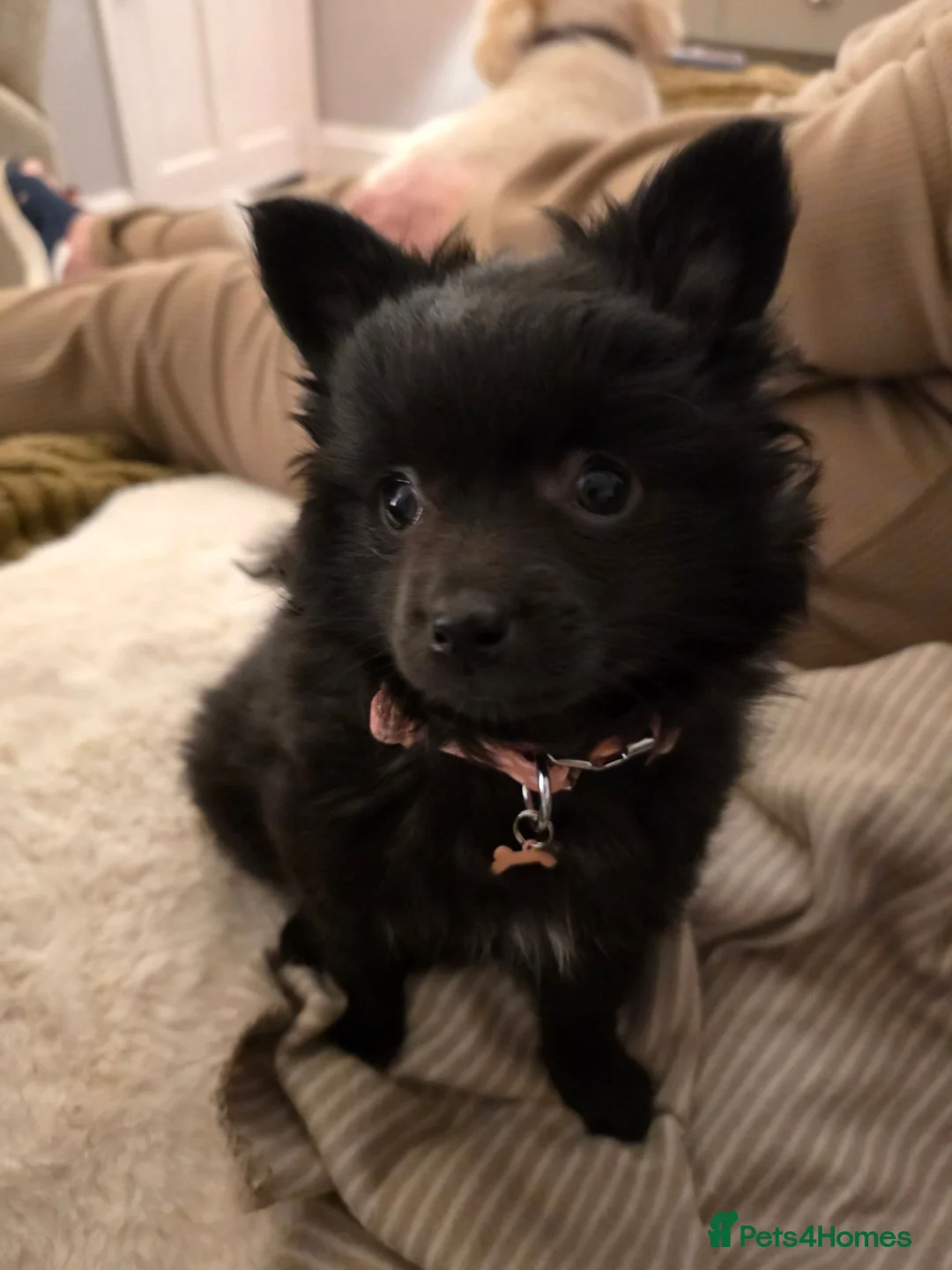Pomeranian dogs for sale: Beautiful pomeranian  - Advert 5