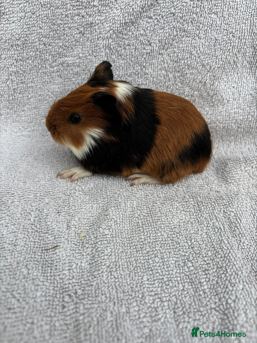 Guinea Pig rodents for sale: Baby Guinea pigs - Advert 3