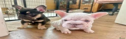 French Bulldog dogs for sale: Fluffy French Bulldog Puppies - Advert 5