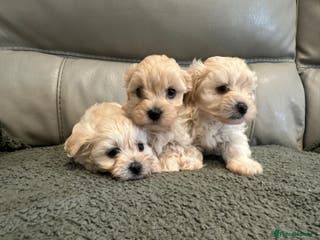 Maltipoo dogs Maltipoo puppies - Advert 15