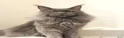 Maine Coon cats for stud: Proven Stud - Champion Lines - Blue Smoke - Advert 3