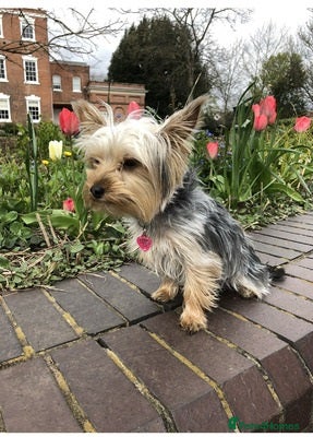 Yorkshire Terrier dogs active Yorkshire terrier  - Advert 1