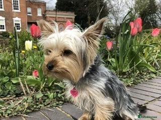 Yorkshire Terrier dogs active Yorkshire terrier - Advert 4