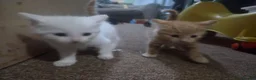 Mixed Breed cats for sale: 1 lovely white 10 week old kitten  - Advert 4