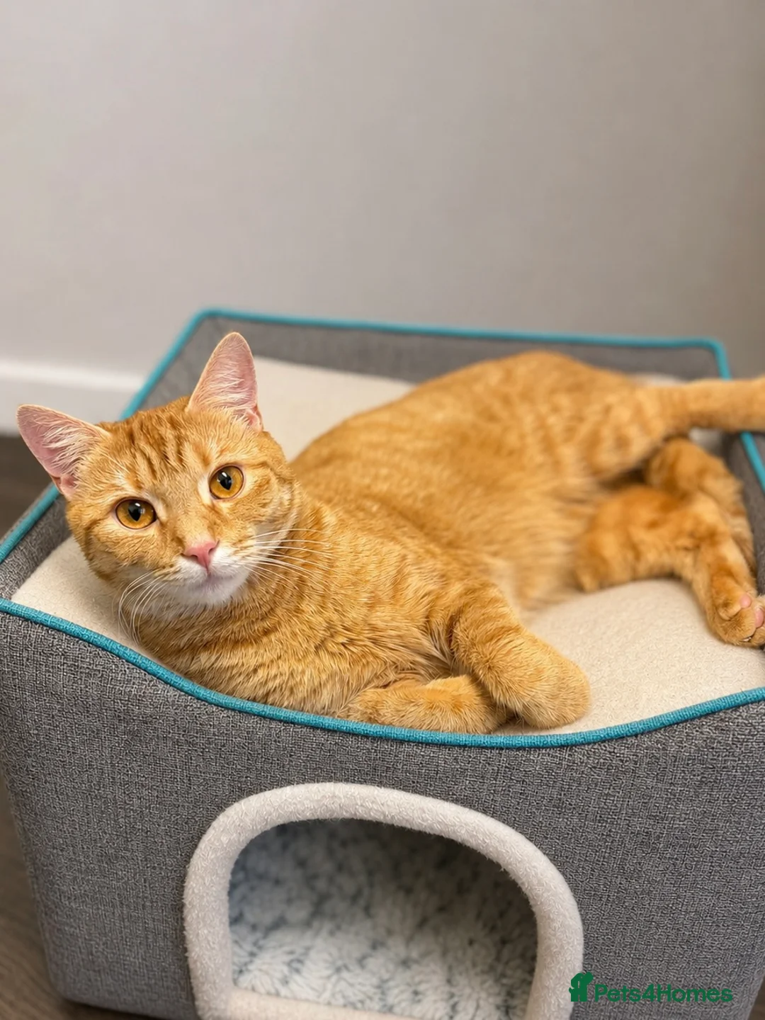 Mixed Breed cats for sale: Mixed breed kittens 🤎🩶🖤🧡 - Advert 2