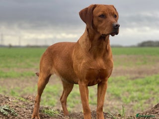 Labrador Retriever dogs Exceptional KC litter Fox Red Labradors - Advert 1
