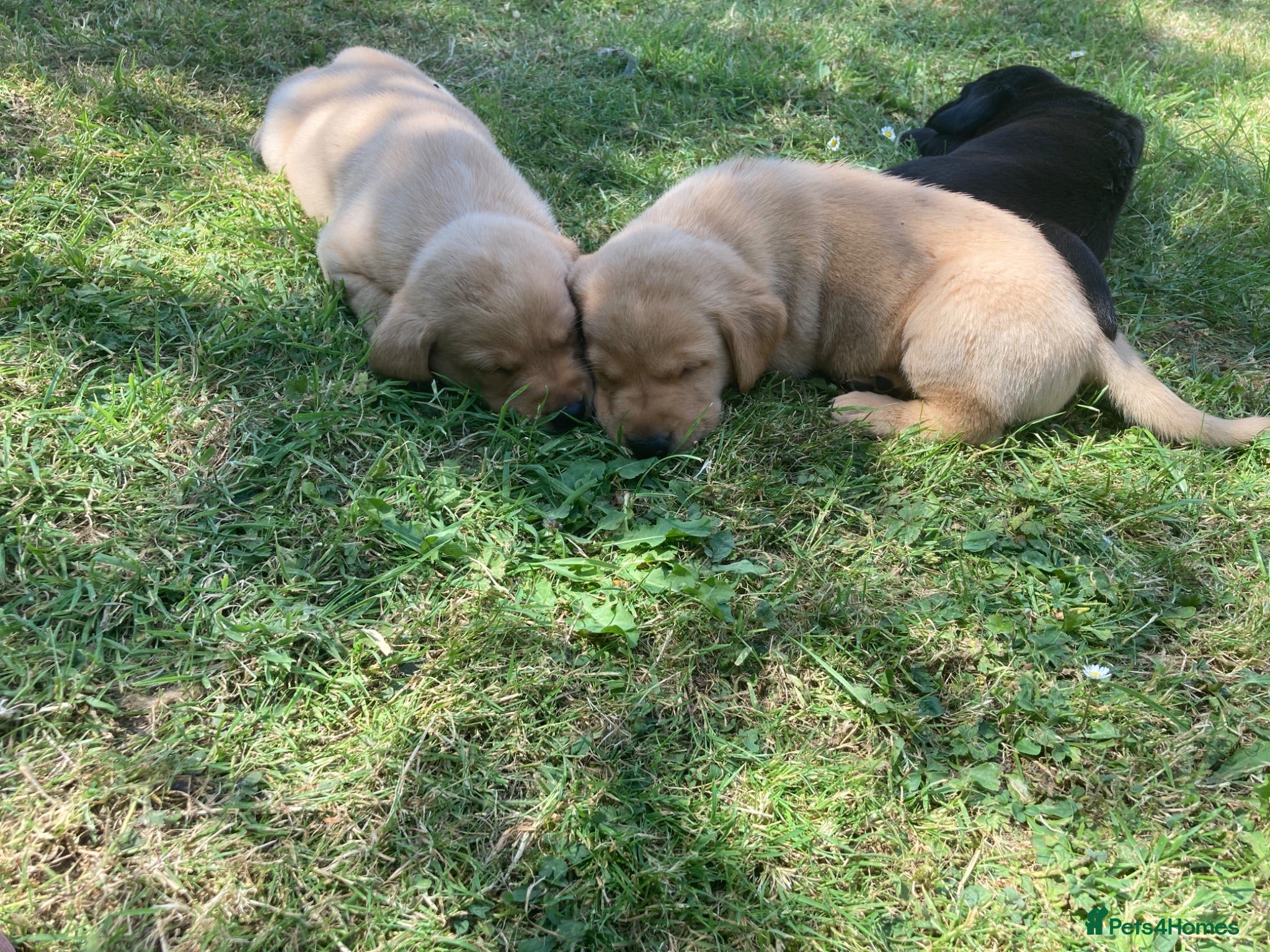 Labrador Retriever dogs KC Reg working Labrador puppies - Advert 1