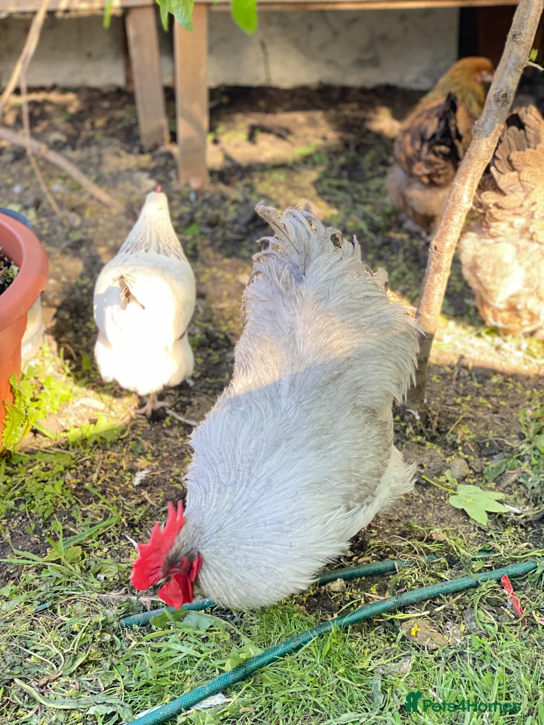 Mixed Breed poultry for sale: Orpington mix (Blue) cockerel in London - Advert 2