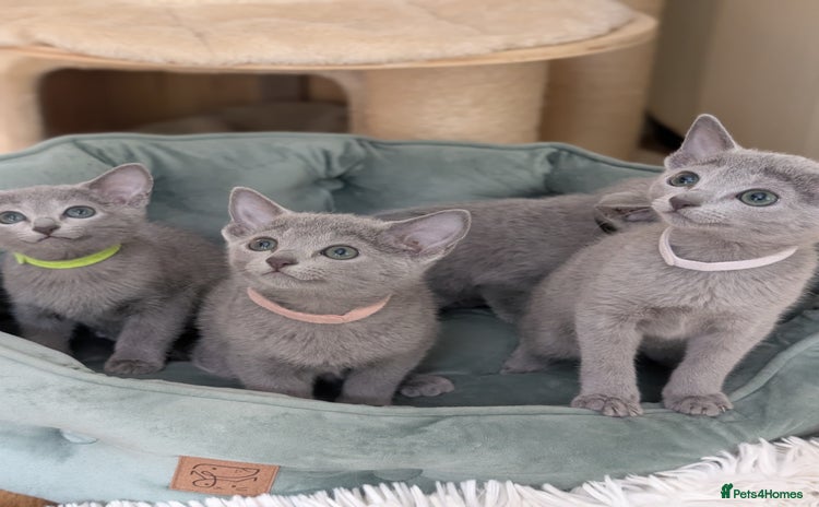 Russian Blue cats - Advert 1