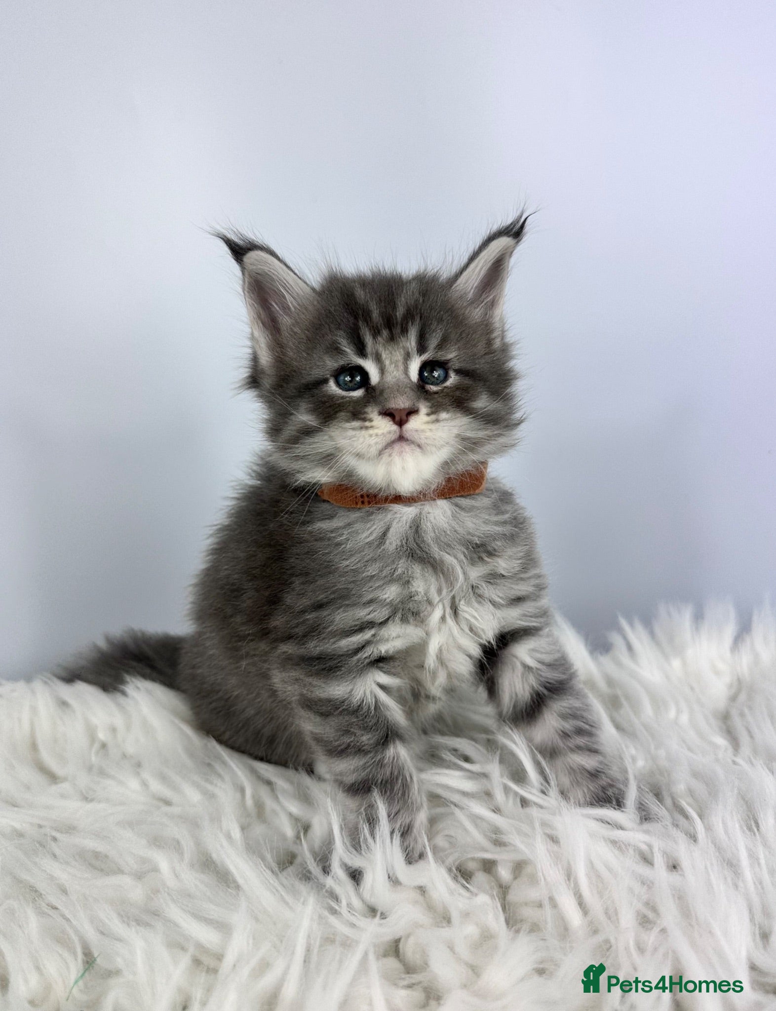 Maine Coon cats ✨7 Gorgeous Pure Breed Maine Coon Kittens✨ - Advert 1