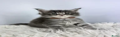 Maine Coon 1