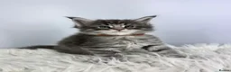 Maine Coon cats for sale: ✨7 Gorgeous Pure Breed Maine Coon Kittens✨ - Advert 1