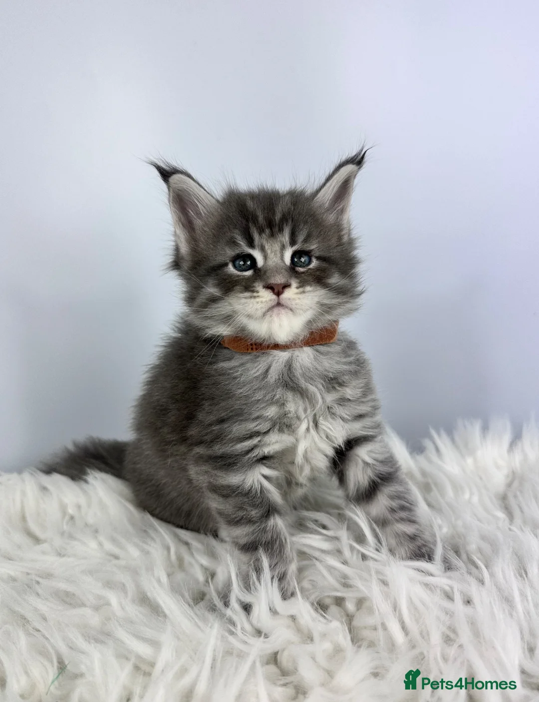 Maine Coon cats for sale: ✨7 Gorgeous Pure Breed Maine Coon Kittens✨ - Advert 1