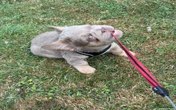 French Bulldog dogs for sale: Fluffy ** frenchies  - Image 24