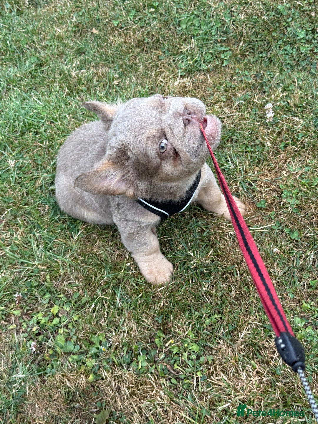 French Bulldog dogs for sale: Fluffy ** frenchies  - Image 24