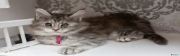 Maine Coon cats for sale: READY NOW GCCF Registered Maine Coon Kittens - Advert 2