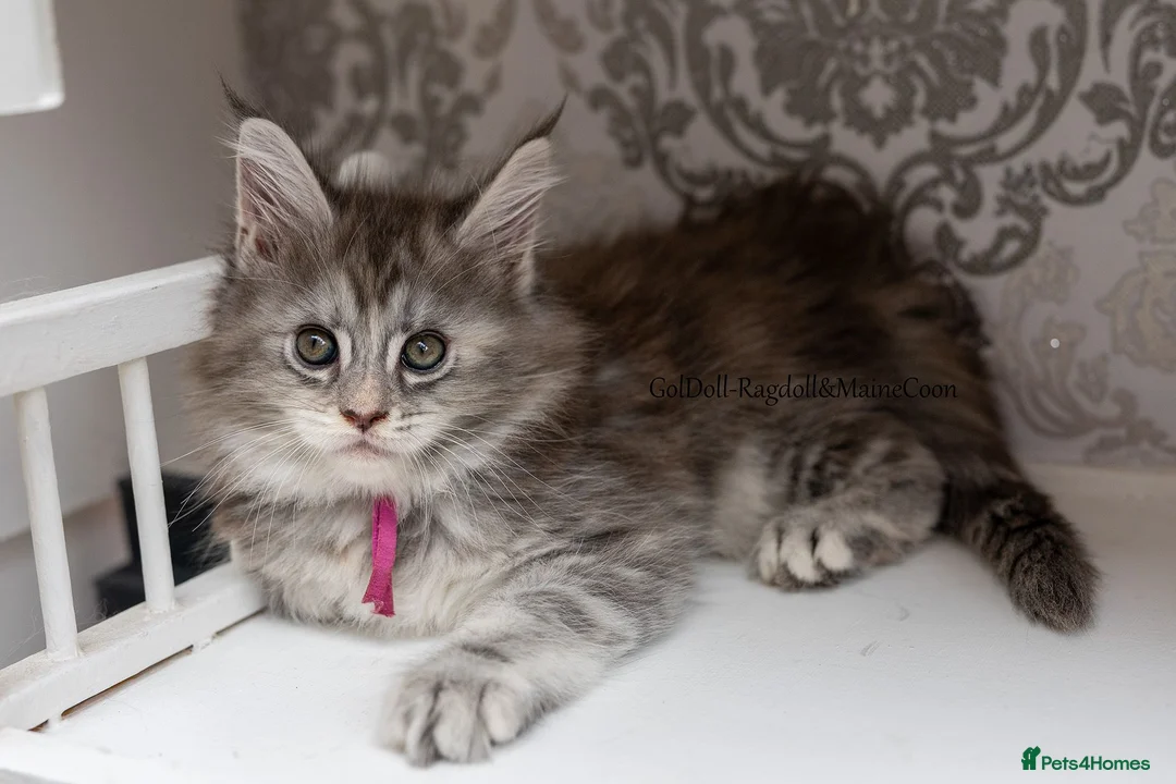 Maine Coon cats for sale: READY NOW GCCF Registered Maine Coon Kittens - Advert 2