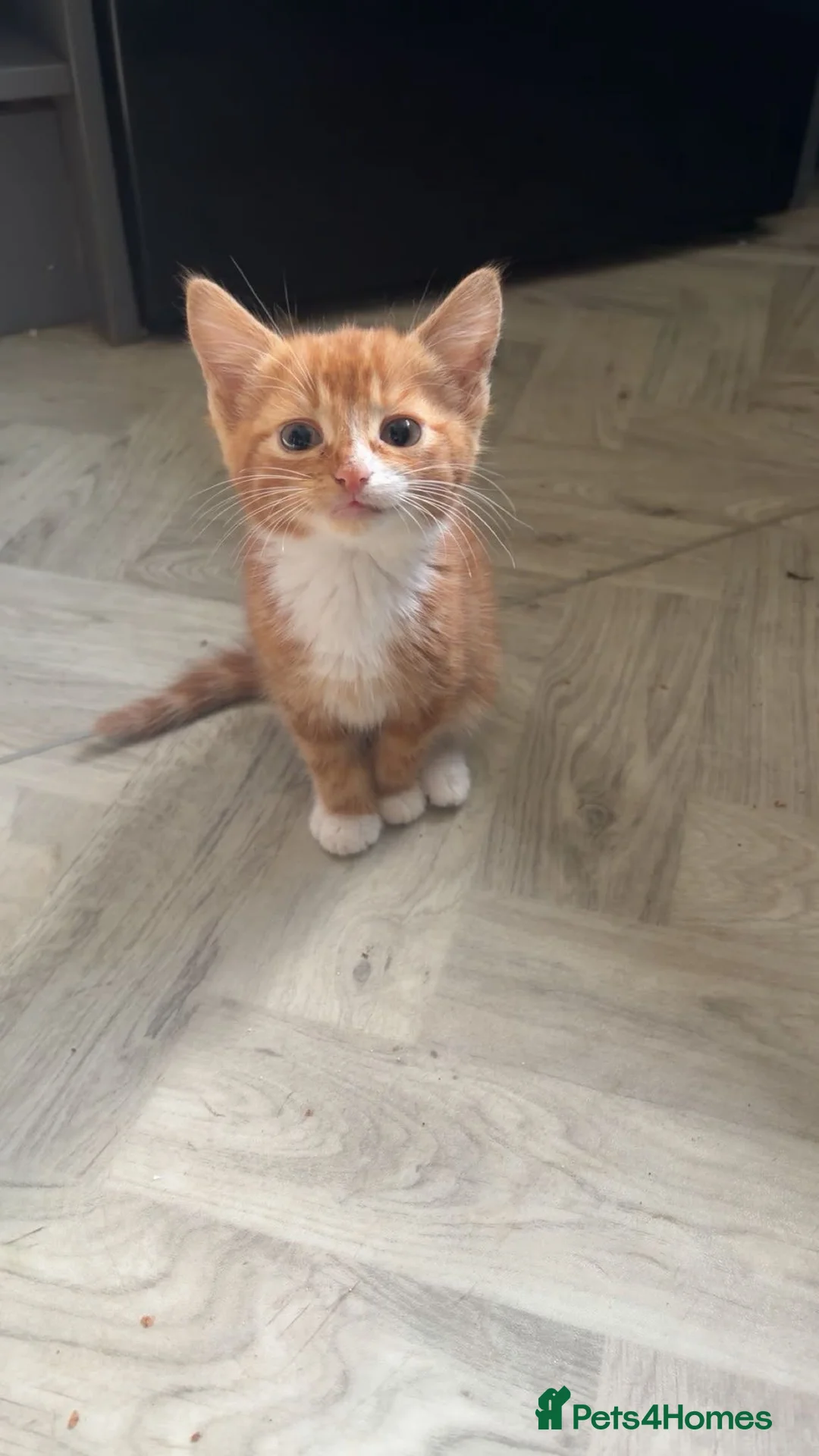Mixed Breed cats for sale: Beautiful kittens  - Advert 5