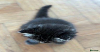 Maine Coon cats - Advert 3