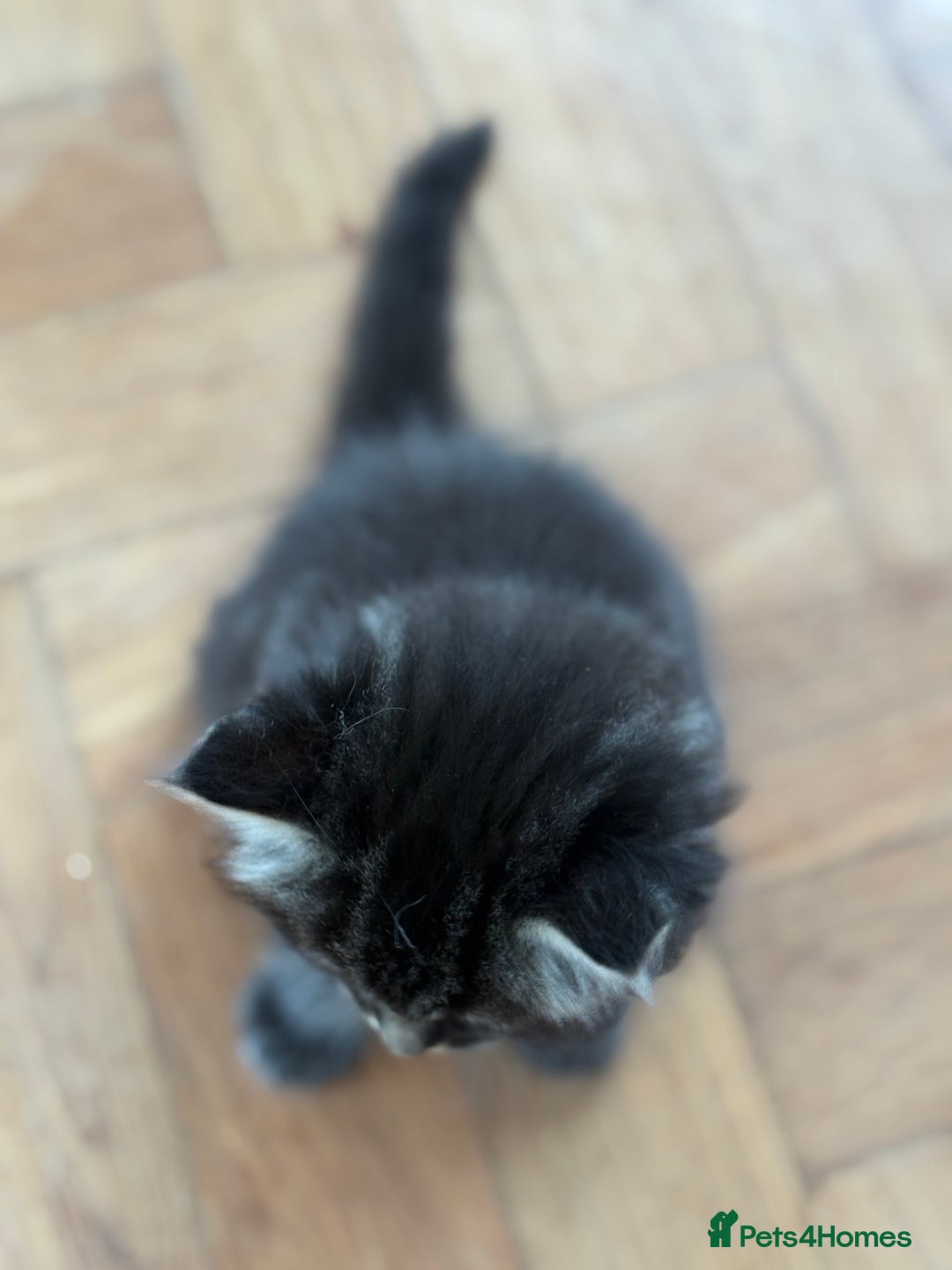 Maine Coon cats for sale: 1/2 Maine Coon kittens - Cardiff - Image 2