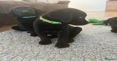 Labrador Retriever dogs - Advert 7
