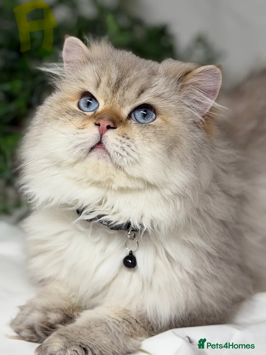 British Longhair cats for sale: British Longhair adorable kittens  - Advert 11