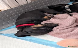Dachshund dogs for sale: Two girls for sale - Image 4