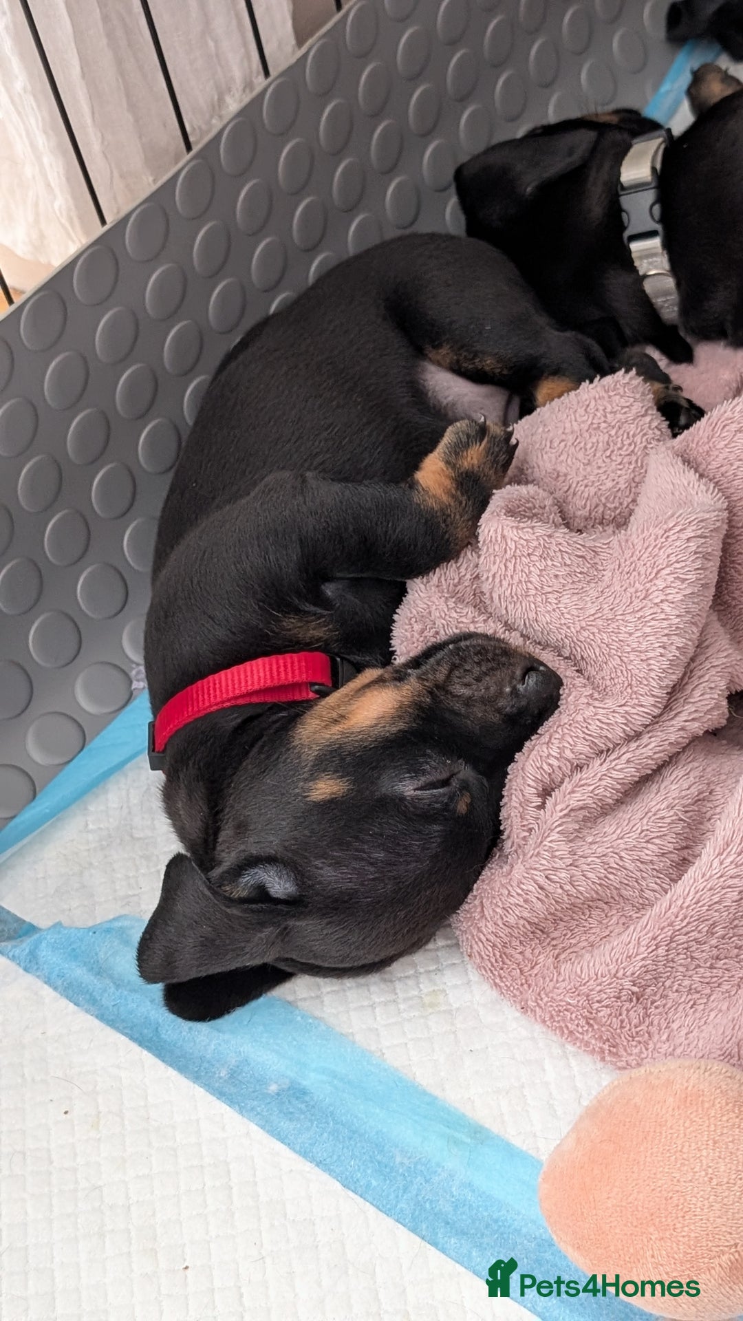 Dachshund dogs for sale: Two girls for sale - Image 4